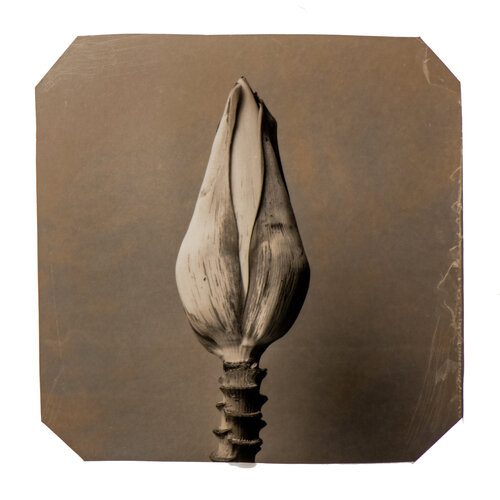 Going Bananas #21 von Paul Gadd, Fotografie kaufen auf Singulart