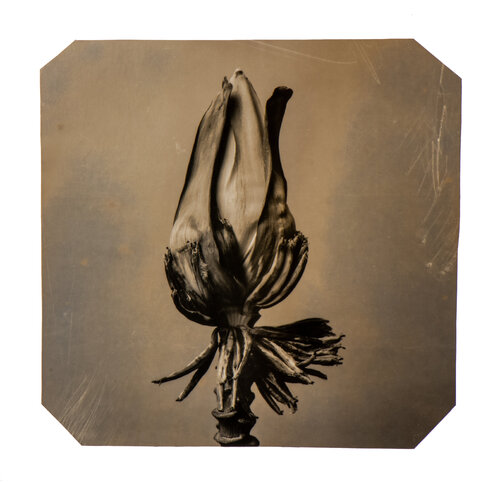 Going Bananas #22 van Paul Gadd, Fotografie te koop op Singulart