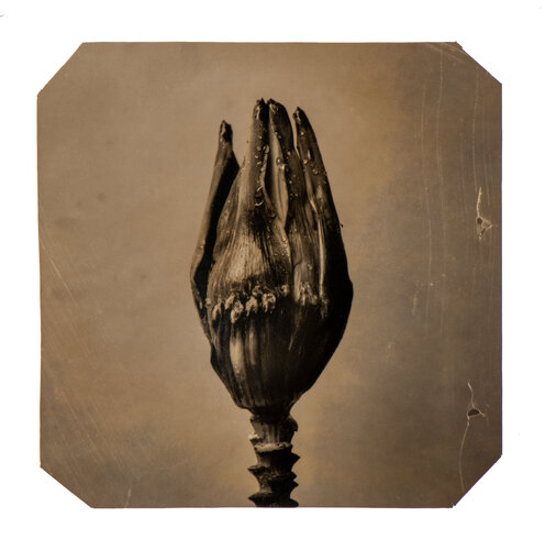 Going Bananas #25 van Paul Gadd, Fotografie te koop op Singulart