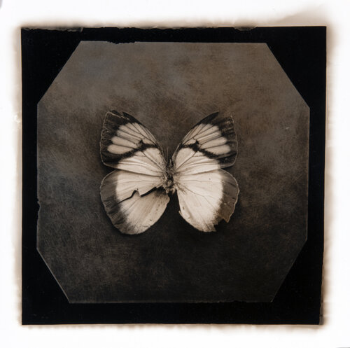 Ephemerality #47 di Paul Gadd, Fotografia in vendita su Singulart