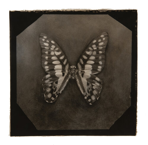 Ephemerality #6 von Paul Gadd, Fotografie kaufen auf Singulart