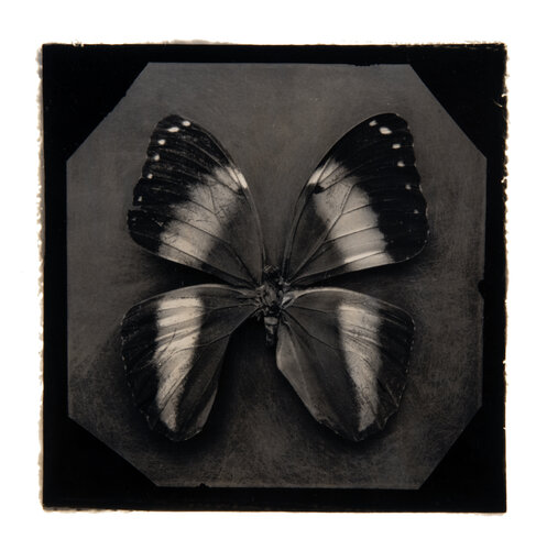Ephemerality #7 di Paul Gadd, Fotografia in vendita su Singulart