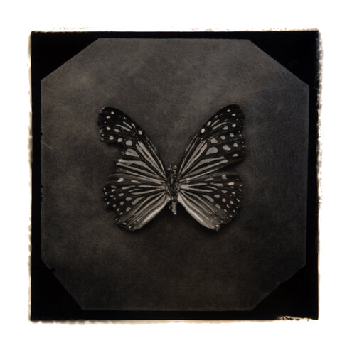 Ephemerality #63 von Paul Gadd, Fotografie kaufen auf Singulart
