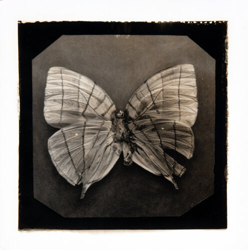 Ephemerality #60 Paul Gadd