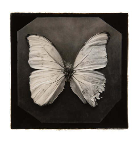 Ephemerality #55 di Paul Gadd, Fotografia in vendita su Singulart
