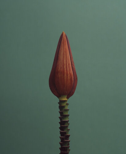 One von Paul Gadd, Fotografie kaufen auf Singulart