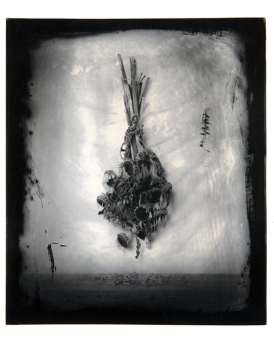 After the sunflowers (edition 4) di Paul Gadd, Fotografia in vendita su Singulart