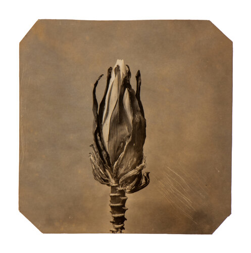 Going Bananas #07 (Unique) von Paul Gadd, Fotografie kaufen auf Singulart