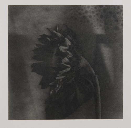 Study of Sunflowers #1 (2nd edition ) by Paul Gadd, Photography for Sale on Singulart