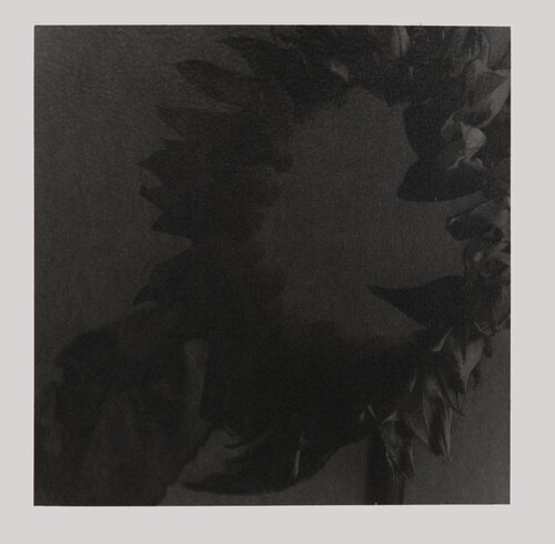 Study of Sunflowers #2 (3rd edition ) Paul Gadd