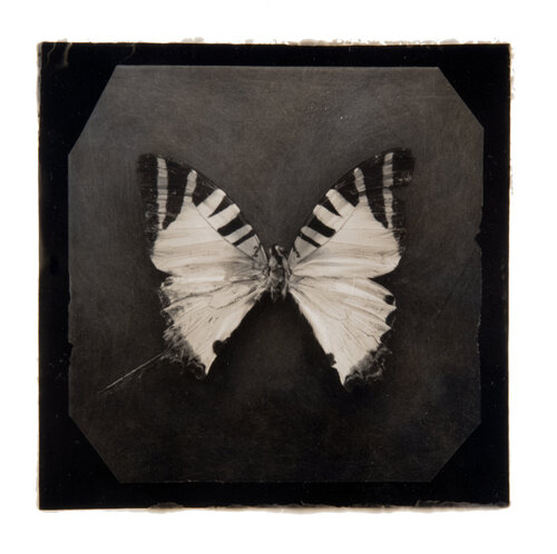 Ephemerality #25 di Paul Gadd, Fotografia in vendita su Singulart