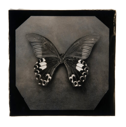 Ephemerality #42 Paul Gadd