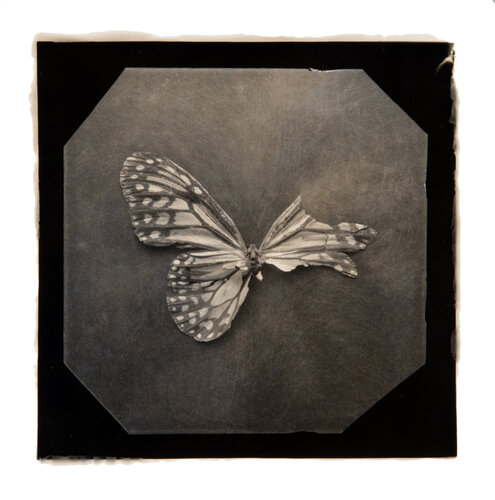 Ephemerality #64 von Paul Gadd, Fotografie kaufen auf Singulart