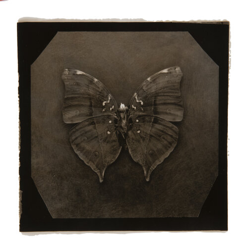 Ephemerality #40 van Paul Gadd, Fotografie te koop op Singulart