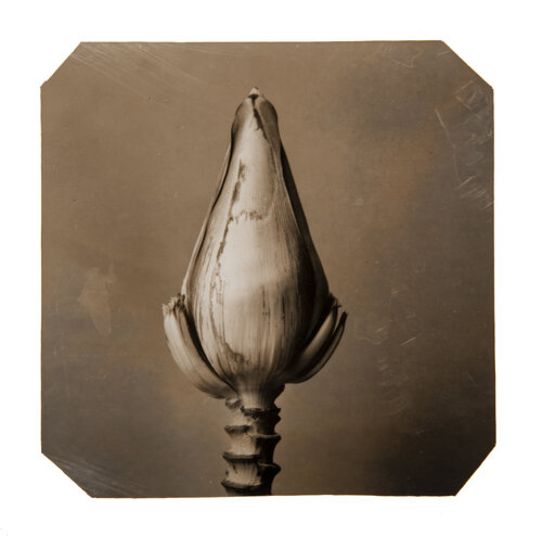 Going Bananas #17 (2nd edition) von Paul Gadd, Fotografie kaufen auf Singulart