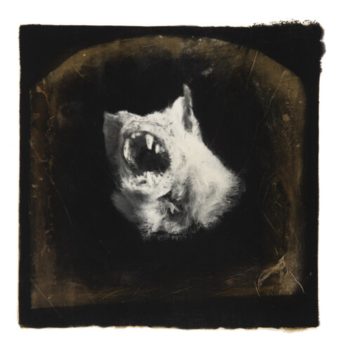Head of the messenger #4 AP1 di Paul Gadd, Fotografia in vendita su Singulart