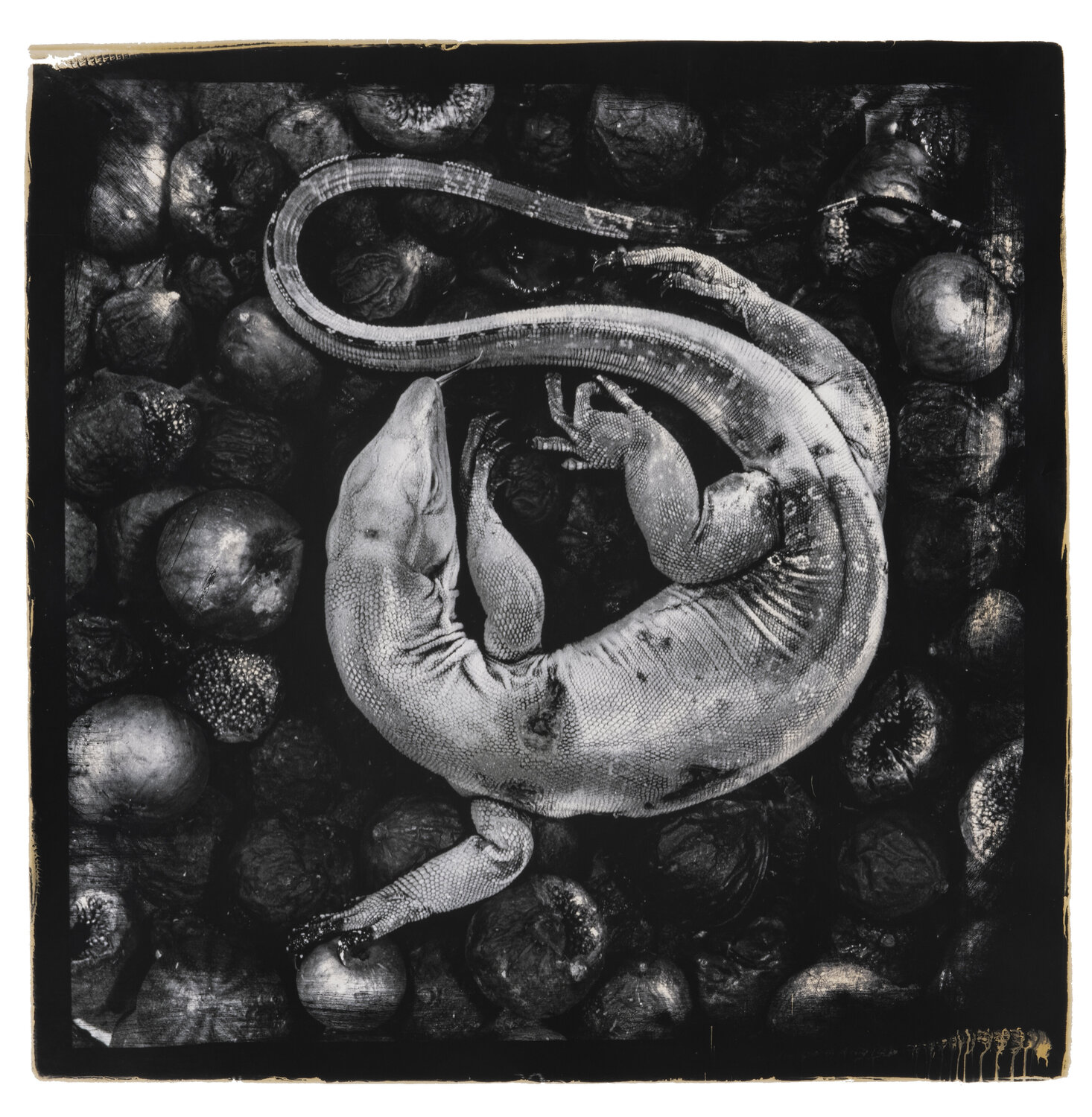 Still-born Paul Gadd