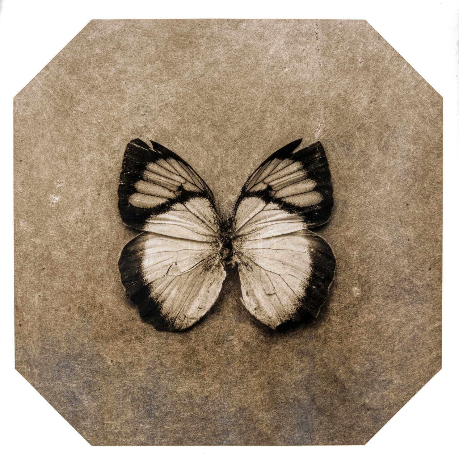 Ephemerality #69 Paul Gadd
