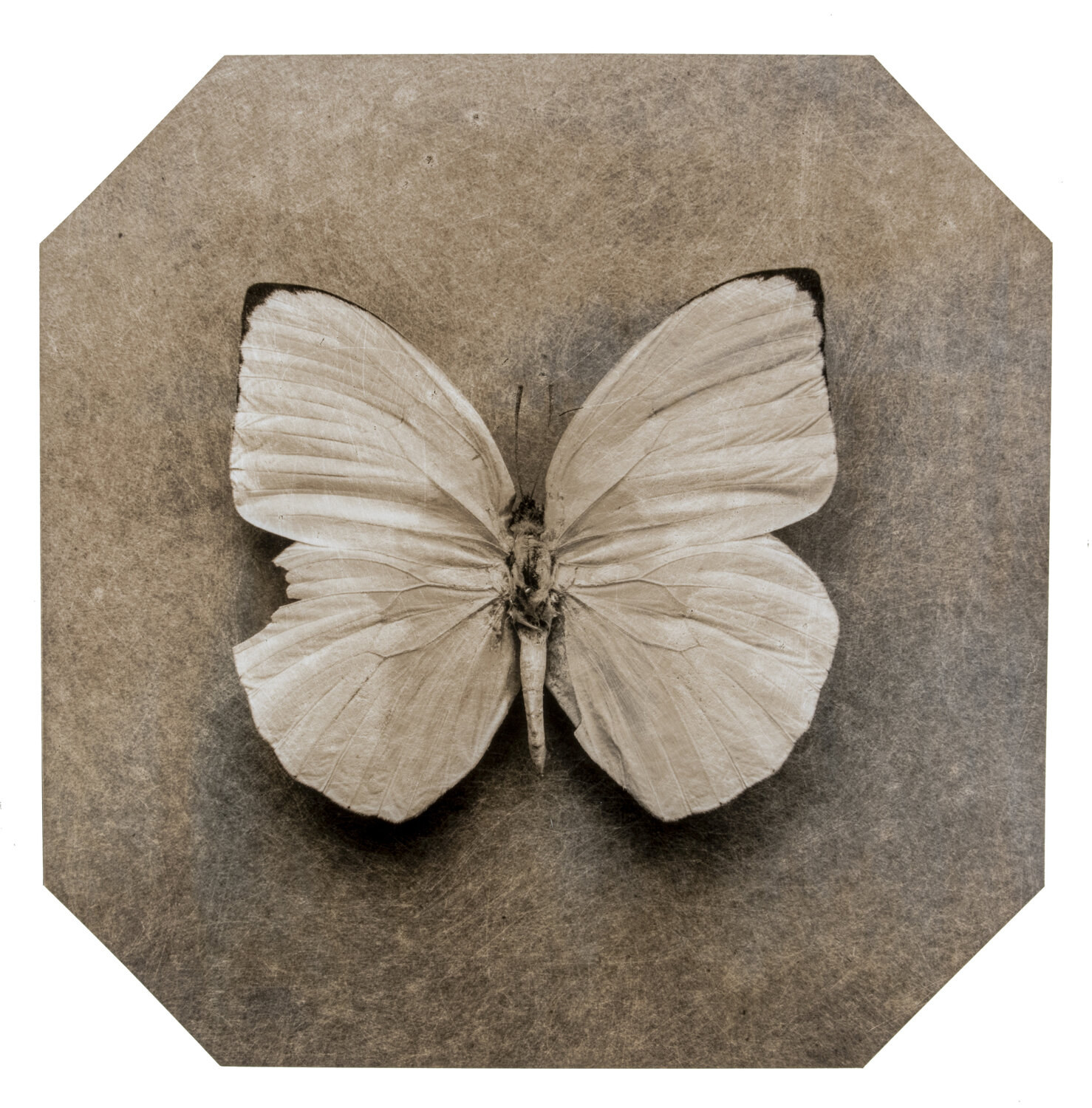 Ephemerality #67 Paul Gadd