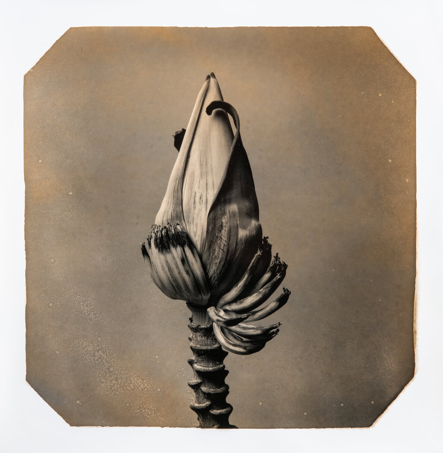 Going Bananas #15 Paul Gadd
