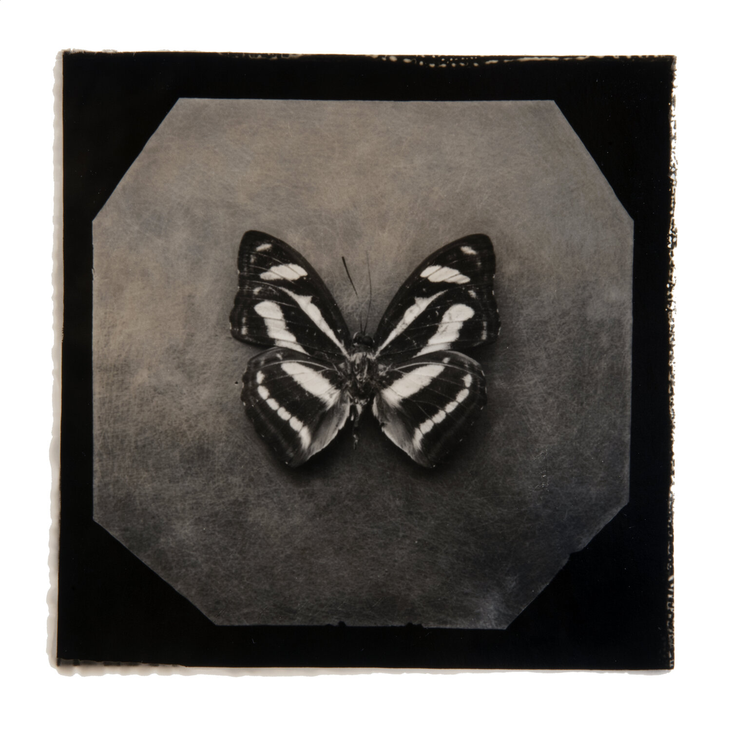 Ephemerality #43 Paul Gadd