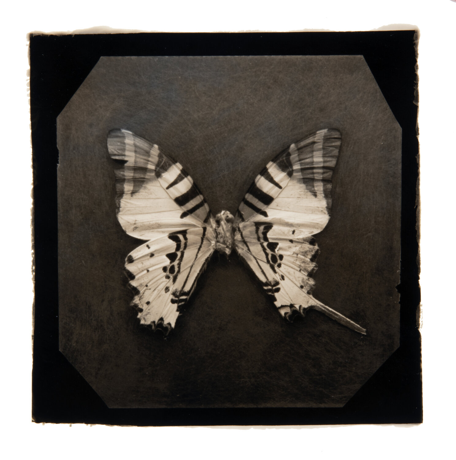 Ephemerality #26 Paul Gadd