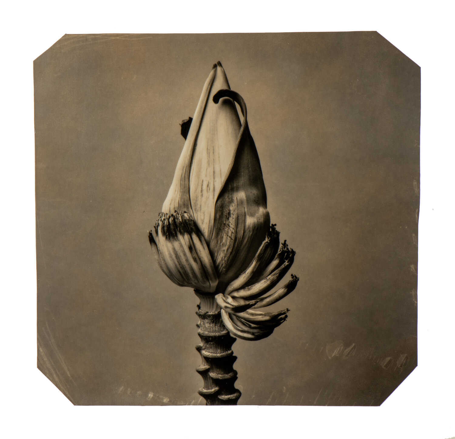 Going Bananas #15 Paul Gadd