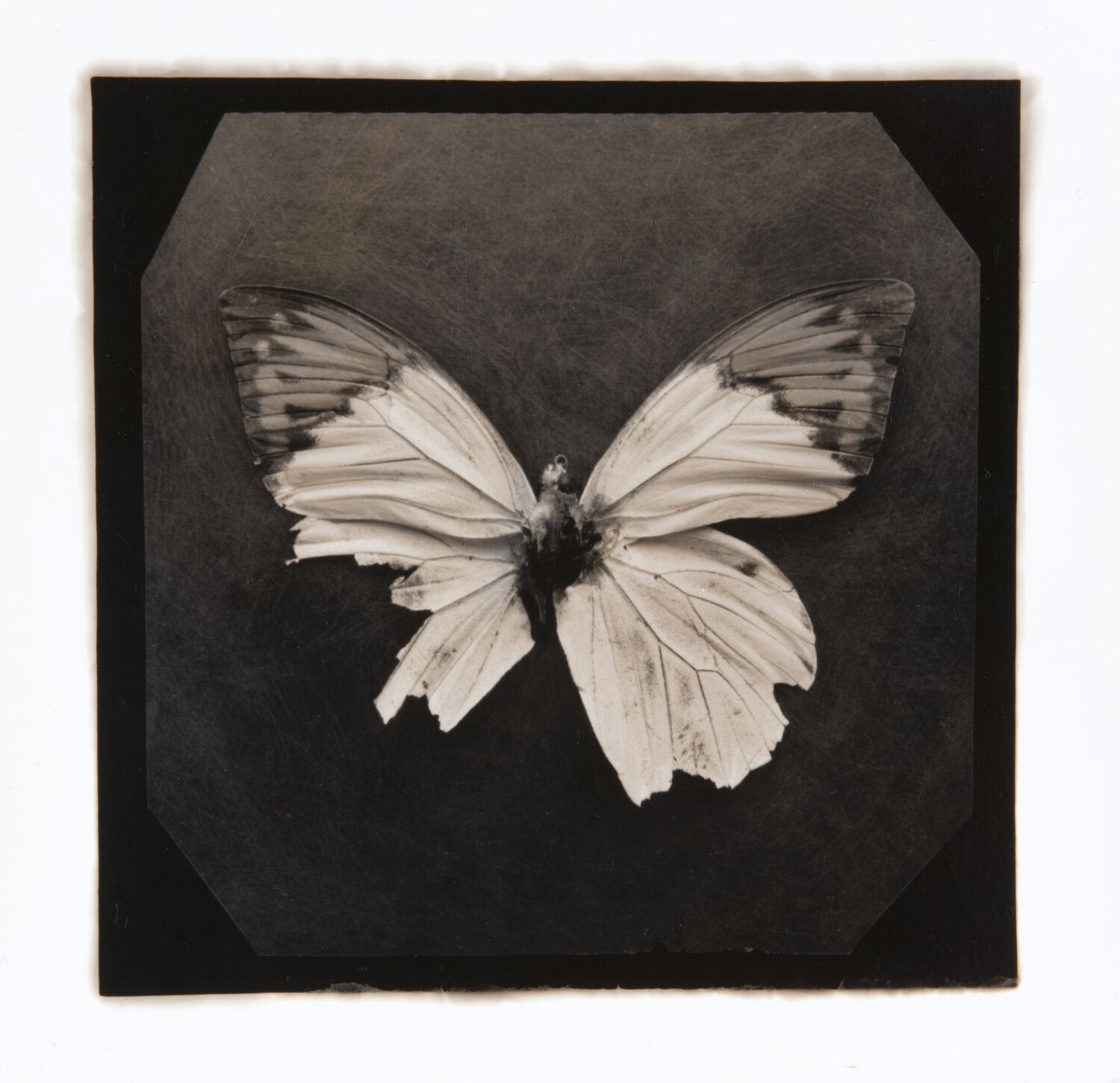 Ephemerality #35 Paul Gadd