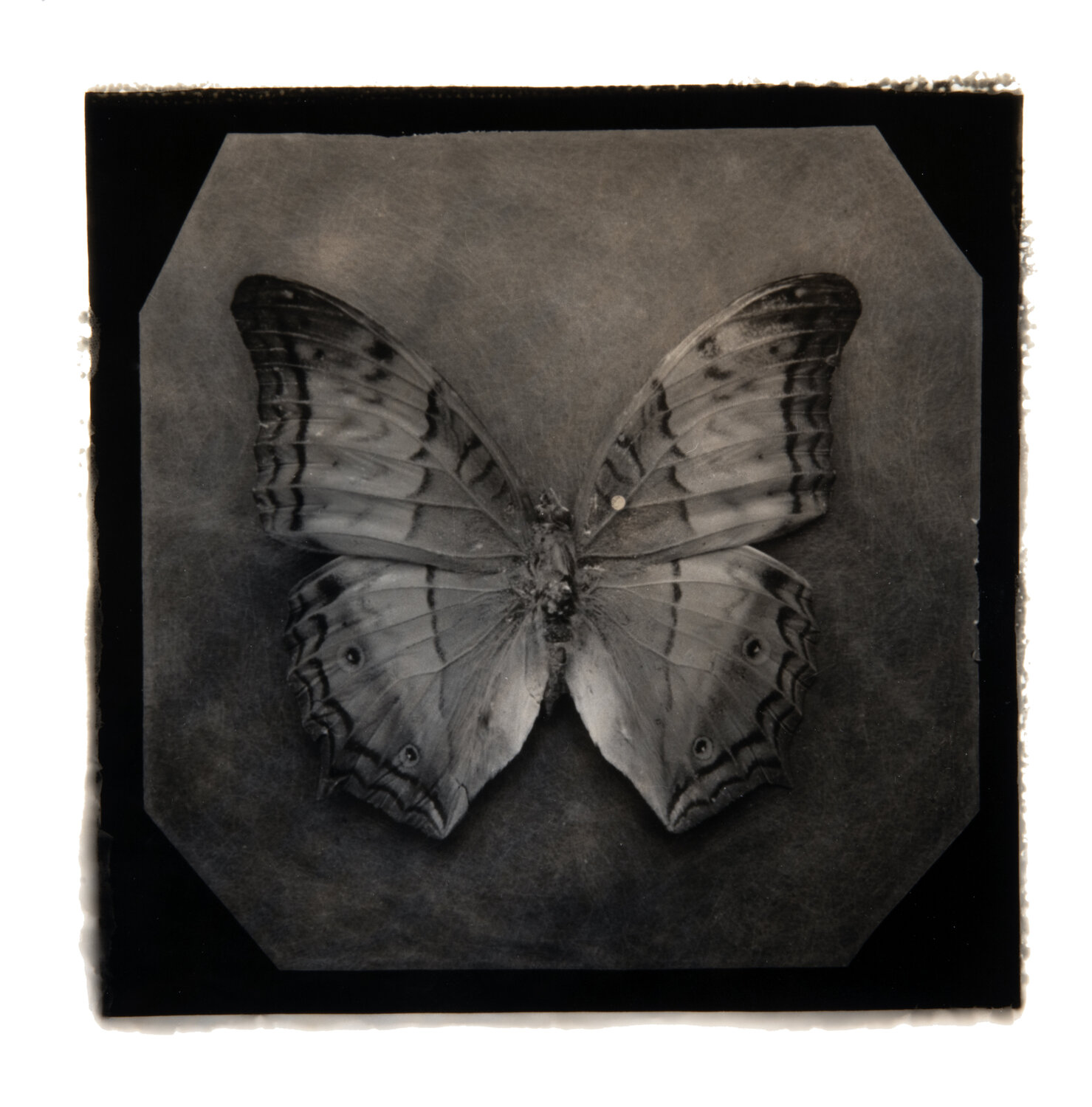 Ephemerality #49 Paul Gadd