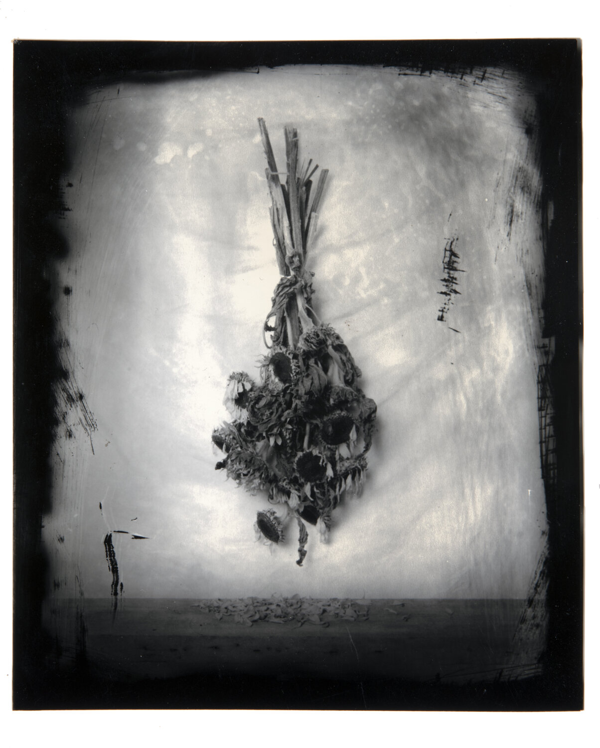 After the sunflowers (edition 4) Paul Gadd