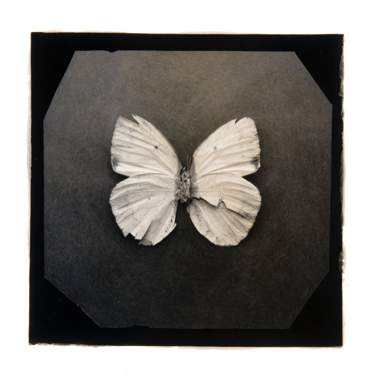 Ephemerality #48 Paul Gadd