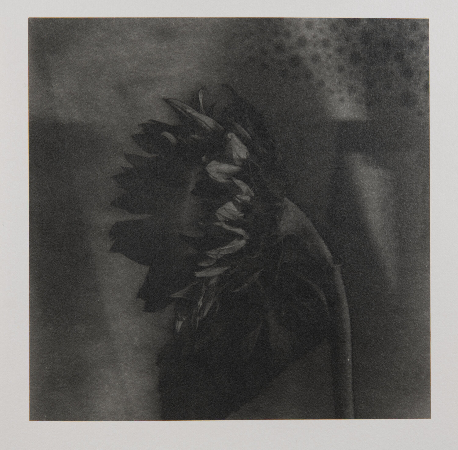 Study of Sunflowers #1 (2nd edition ) Paul Gadd