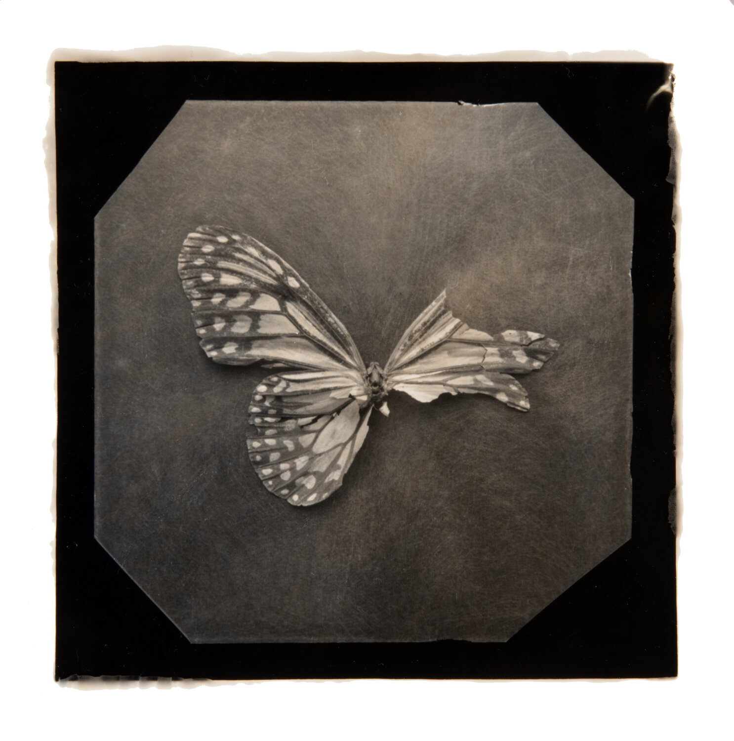 Ephemerality #64 Paul Gadd