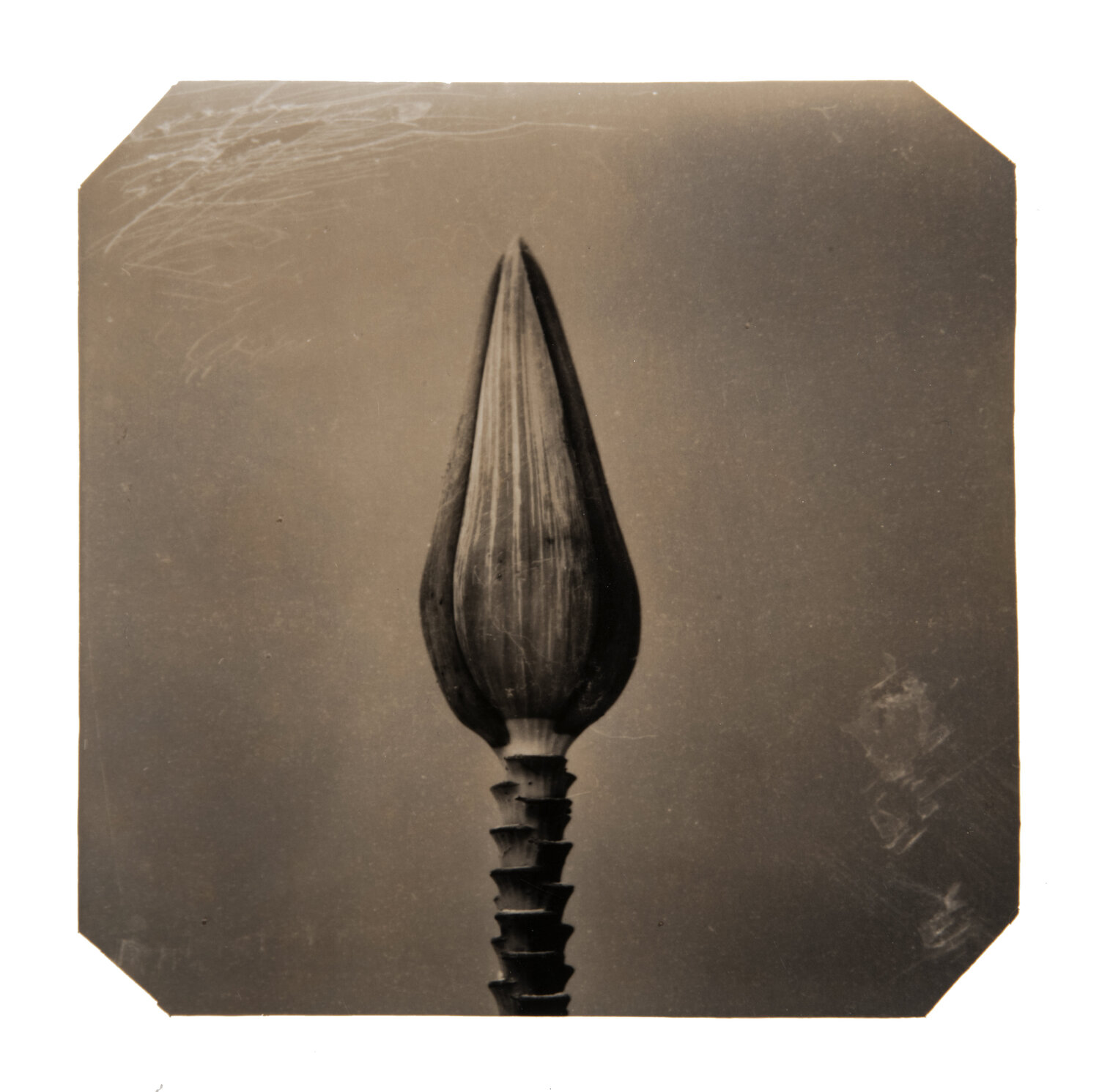 Going Bananas #01 (2nd edition) Paul Gadd