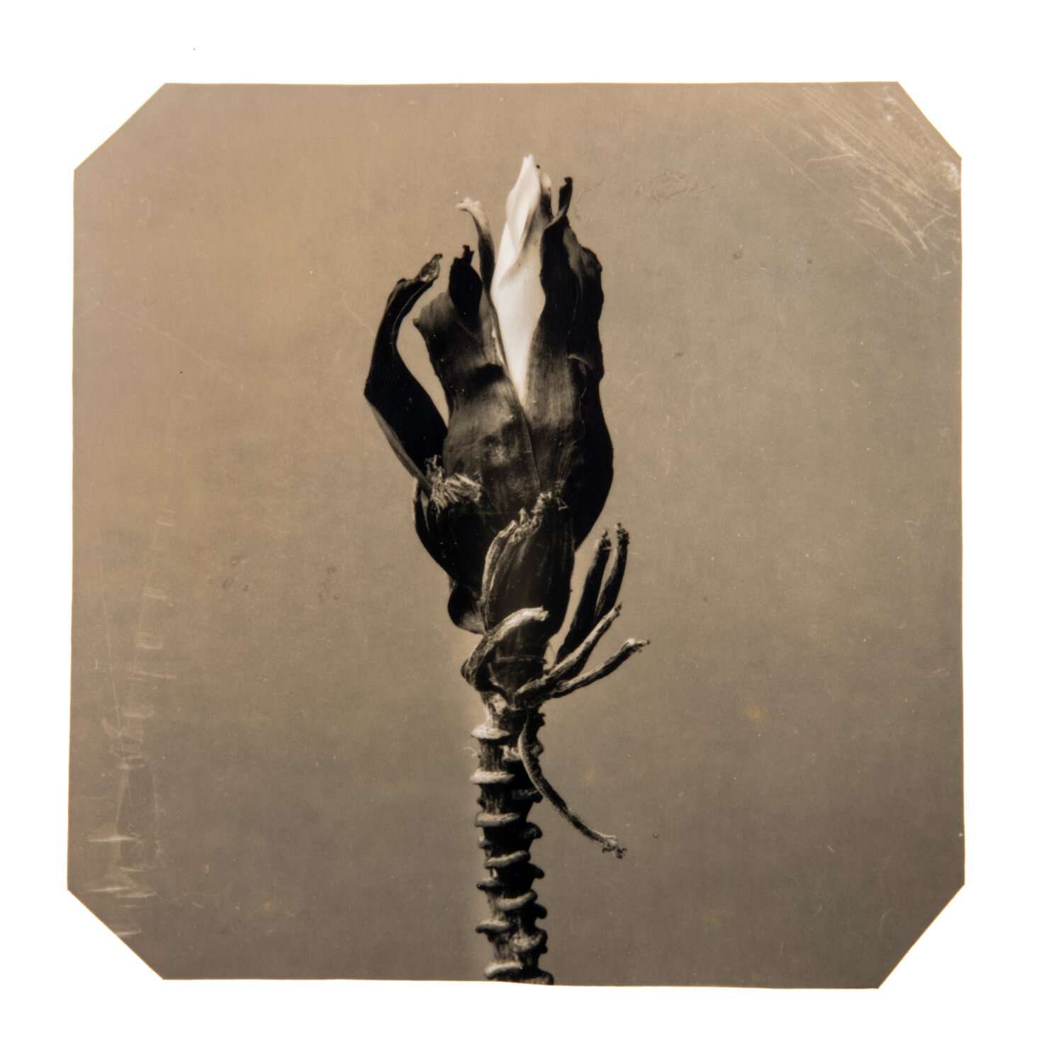 Going Bananas #3 (2nd edition) Paul Gadd