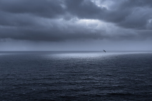 FREE AS A BIRD von Tom Jacobi, Fotografie kaufen auf Singulart
