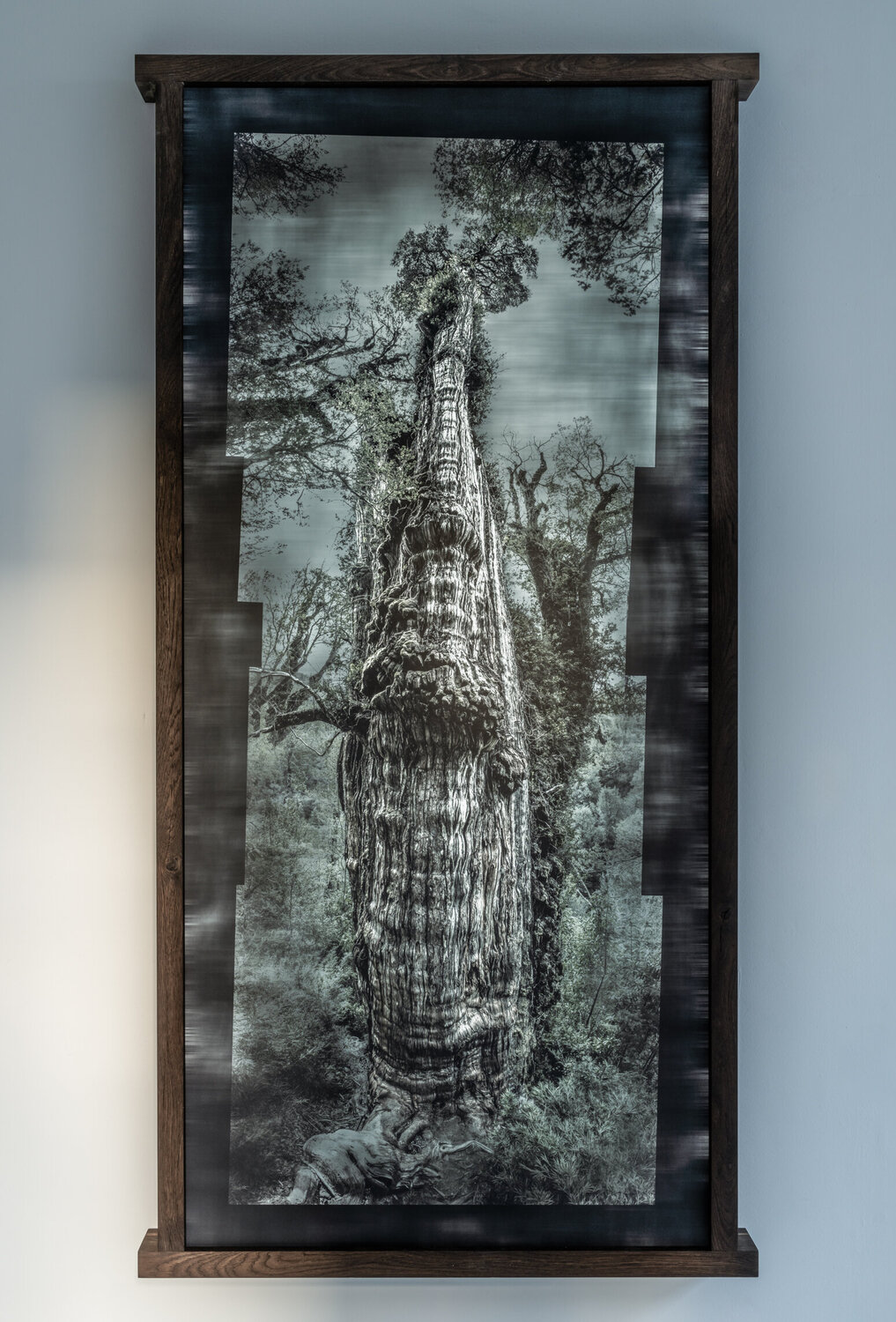 GRAN ABUELO - THE OLDEST TREE OF THE WORLD Tom Jacobi