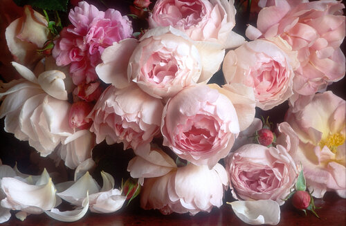 Scepterd Isle, Mistress quickly Windflower di Clay Perry, Fotografia in vendita su Singulart