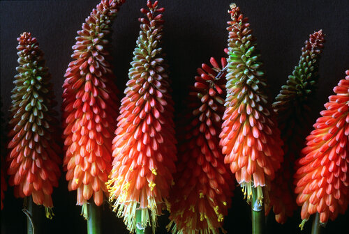 Red Hot Pokers di Clay Perry, Fotografia in vendita su Singulart