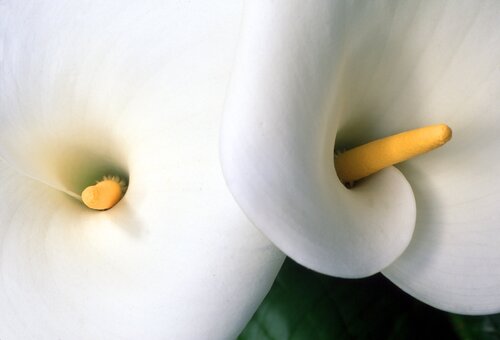 Arum Lily di Clay Perry, Fotografia in vendita su Singulart
