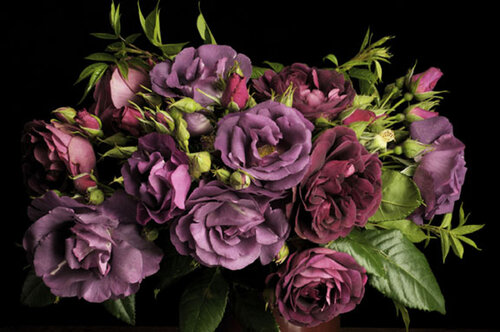Purpe Roses di Clay Perry, Fotografia in vendita su Singulart