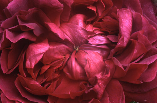 William Shakespeare Rose di Clay Perry, Fotografia in vendita su Singulart