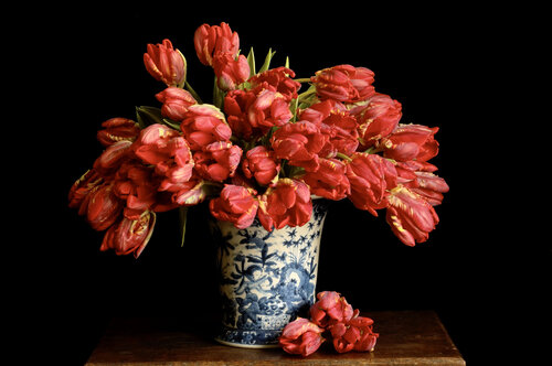 Parrot Tulips di Clay Perry, Fotografia in vendita su Singulart