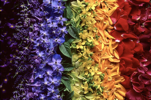 Petal Rainbow di Clay Perry, Fotografia in vendita su Singulart