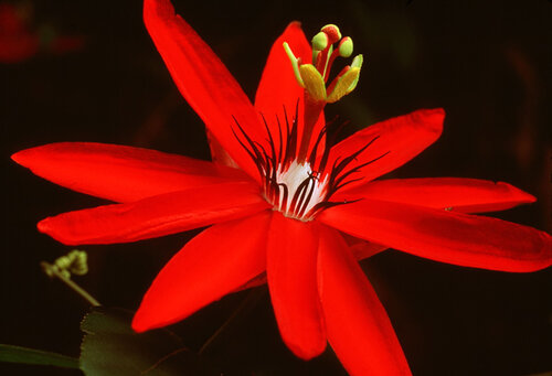 Red Passion Flower di Clay Perry, Fotografia in vendita su Singulart