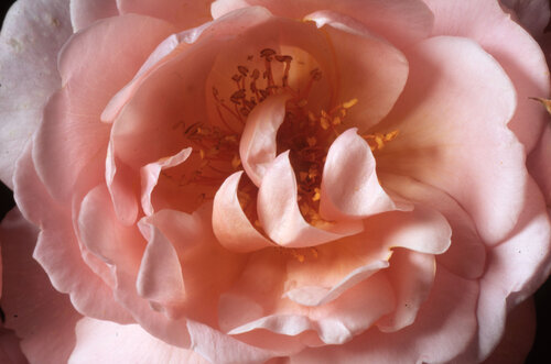 Wind Flower di Clay Perry, Fotografia in vendita su Singulart