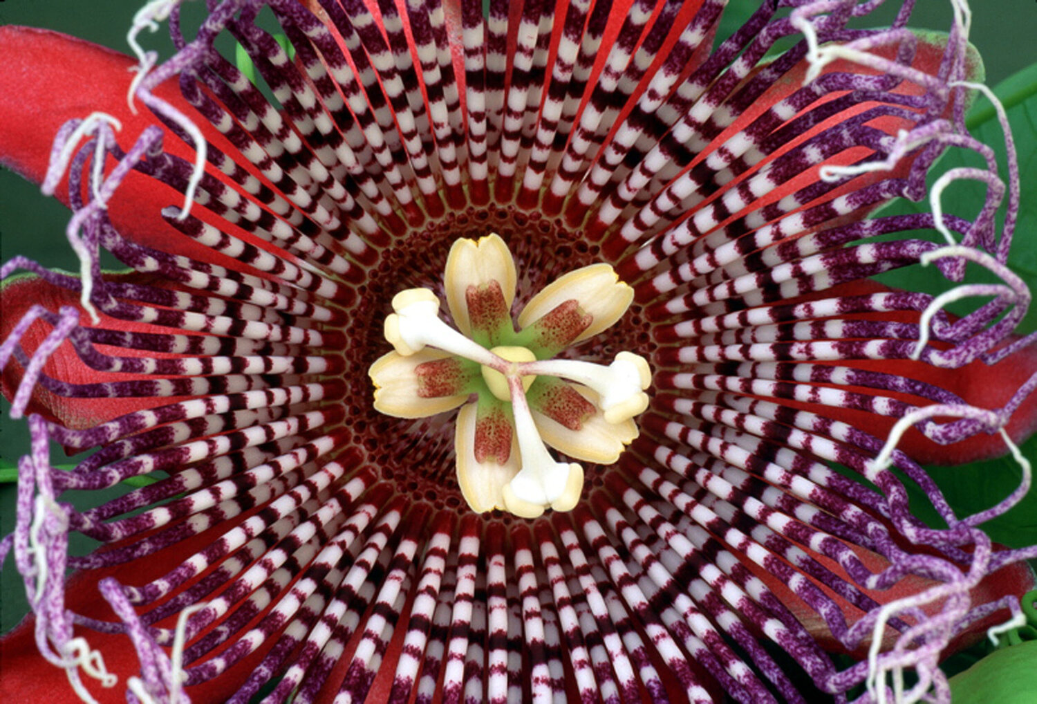 Passion Flower Clay Perry