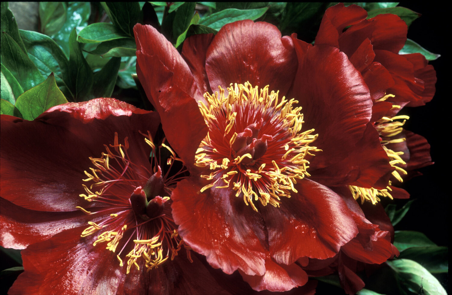 Red Peonies Clay Perry