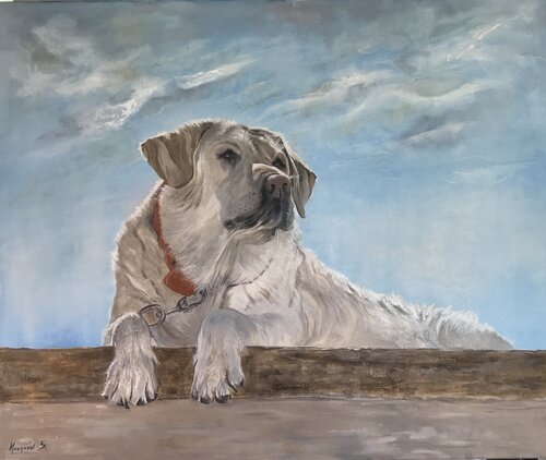 Mykonos Dog in Spilia bay. von Margarita Sprecher, Malerei kaufen auf Singulart