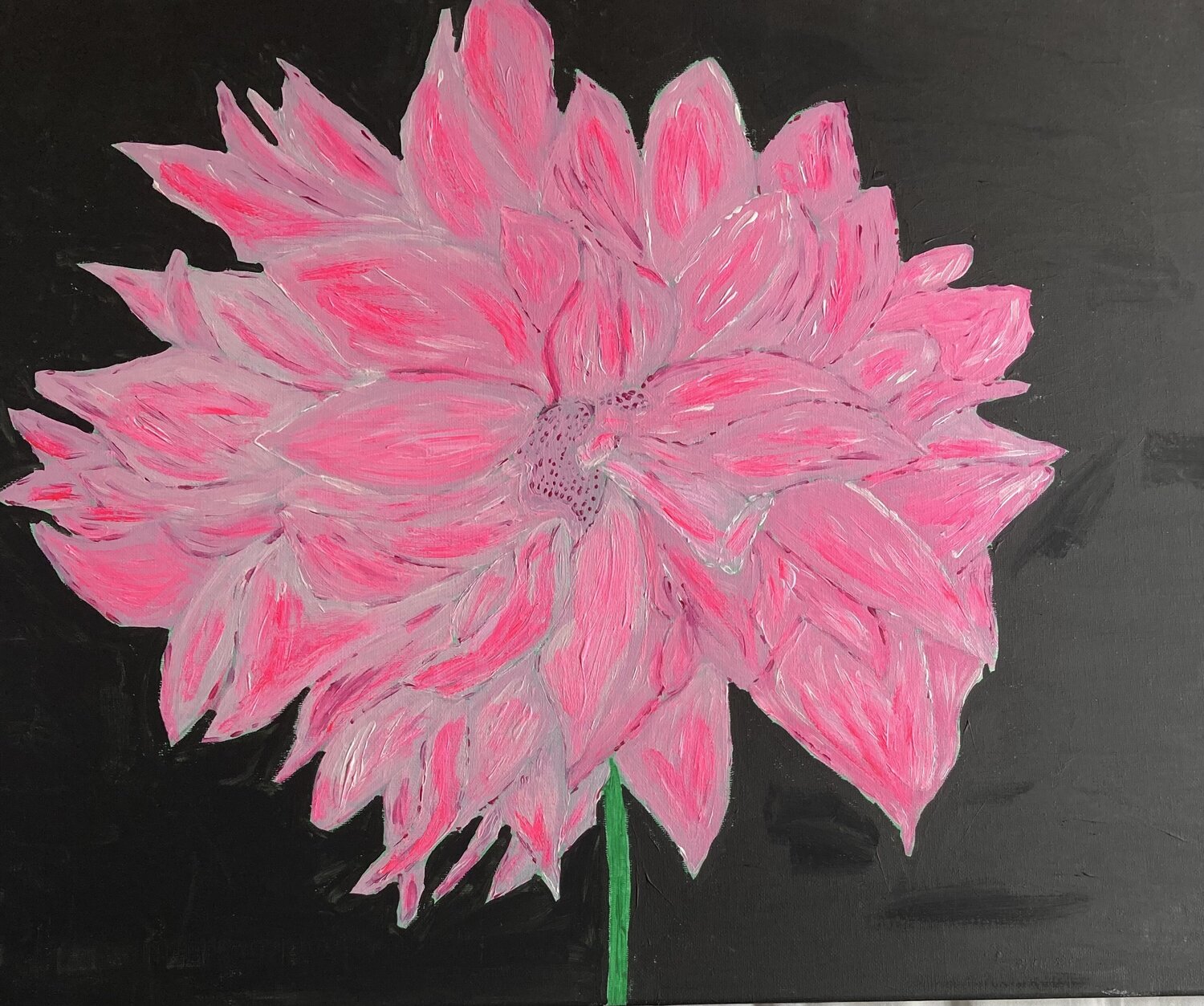 Pink Dahlia on black (Flower) Ruth Breen